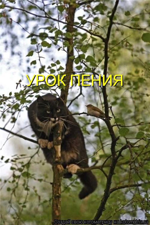 Котоматрица: УРОК ПЕНИЯ