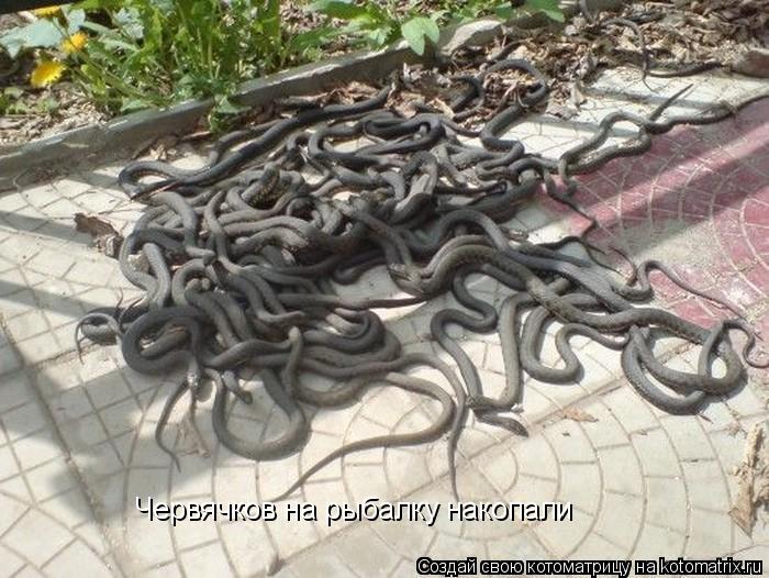 Котоматрица: Червячков на рыбалку накопали