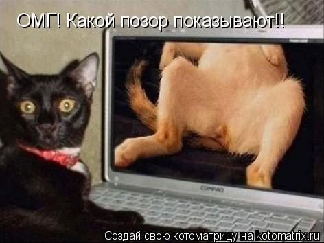 Котоматрица: ОМГ! Какой позор показывают!!