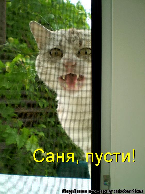 Котоматрица: Саня, пусти!