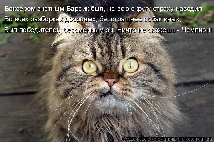 Котоматрица: Боксером знатным Барсик был, на всю округу страху наводил. Во всех разборках дворовых, бесстрашнее собак иных, Был победителем бессменным о