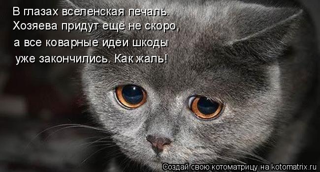Котоматрица: В глазах вселенская печаль. Хозяева придут ещё не скоро, а все коварные идеи шкоды уже закончились. Как жаль!