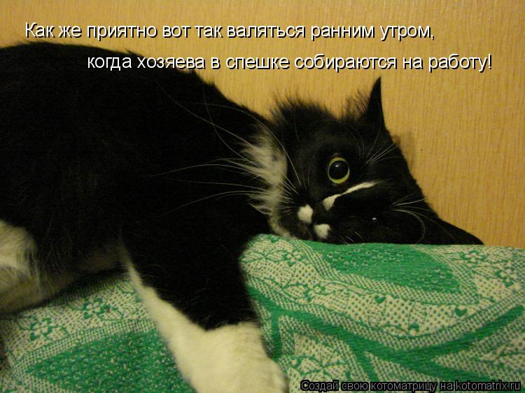 Котоматрица: Как же приятно вот так валяться ранним утром, когда хозяева в спешке собираются на работу!