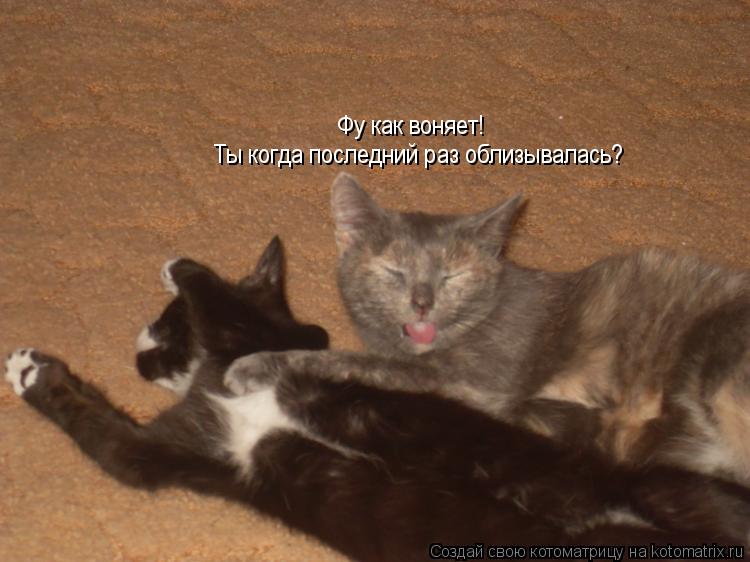 Котоматрица: Фу как воняет!   Ты когда последний раз облизывалась?