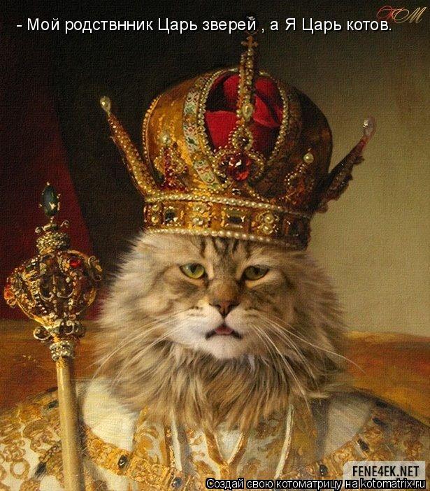 Котоматрица: - Мой родствнник Царь зверей , а Я Царь котов.