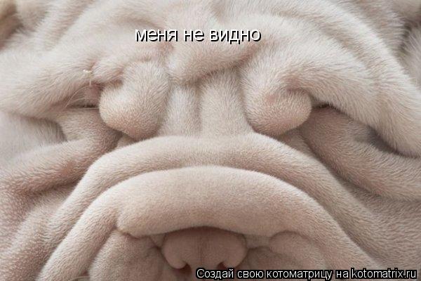 меня не видно... Котоматрица: меня не видно