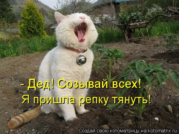 - Дед! Созывай всех! Я пришла репку тянуть!... Котоматрица: - Дед! Созывай всех! Я пришла репку тянуть!