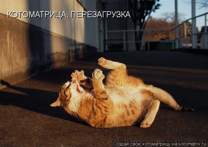 КОТОМАТРИЦА, ПЕРЕЗАГРУЗКА... Котоматрица: КОТОМАТРИЦА, ПЕРЕЗАГРУЗКА