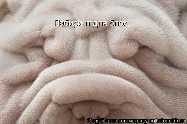 Лабиринт для блох... Котоматрица: Лабиринт для блох