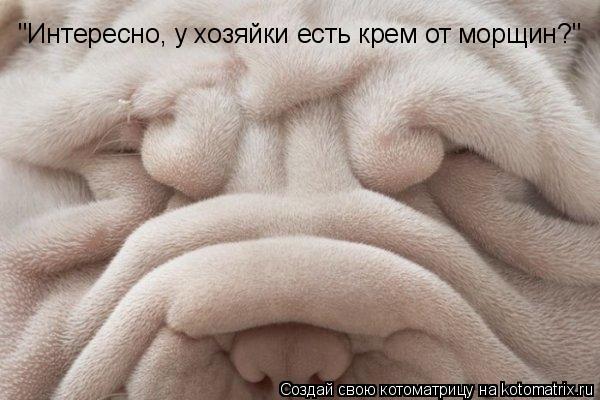 "Интересно, у хозяйки есть крем от морщин?"... Котоматрица: "Интересно, у хозяйки есть крем от морщин?"