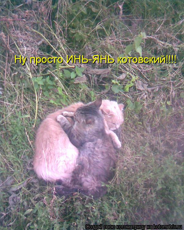 Ну просто ИНЬ-ЯНЬ котовский!!!!... Котоматрица: Ну просто ИНЬ-ЯНЬ котовский!!!!