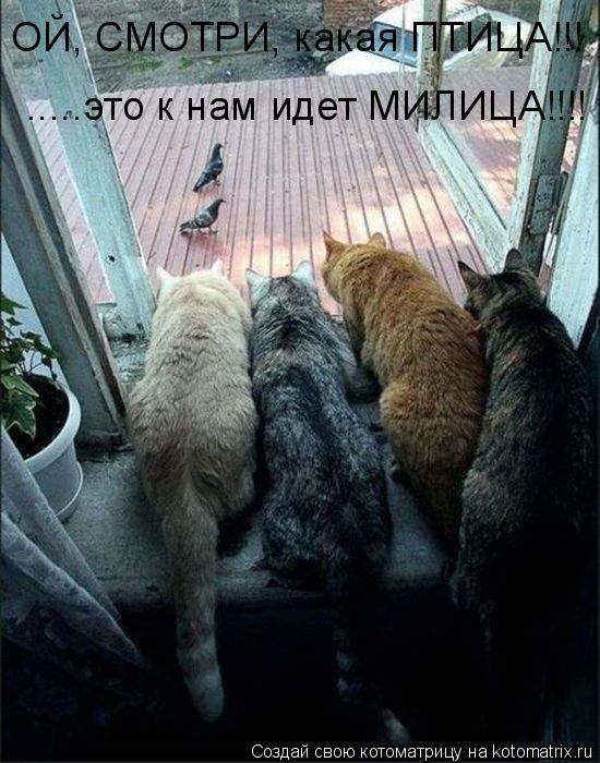 ОЙ, СМОТРИ, какая ПТИЦА!!! .....это к нам идет МИЛИЦА!!!!... Котоматрица: ОЙ, СМОТРИ, какая ПТИЦА!!! .....это к нам идет МИЛИЦА!!!!