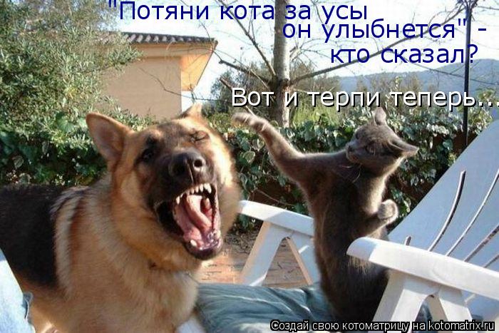 "Потяни кота за усы он улыбнется" - кто сказал? Вот и терпи теперь...... Котоматрица: "Потяни кота за усы он улыбнется" - кто сказал? Вот и терпи теперь...