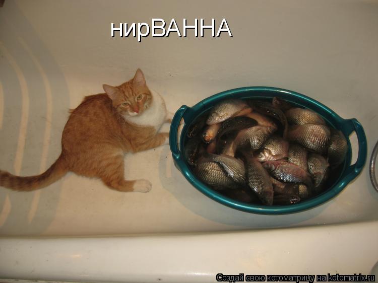 нирВАННА... Котоматрица: нирВАННА