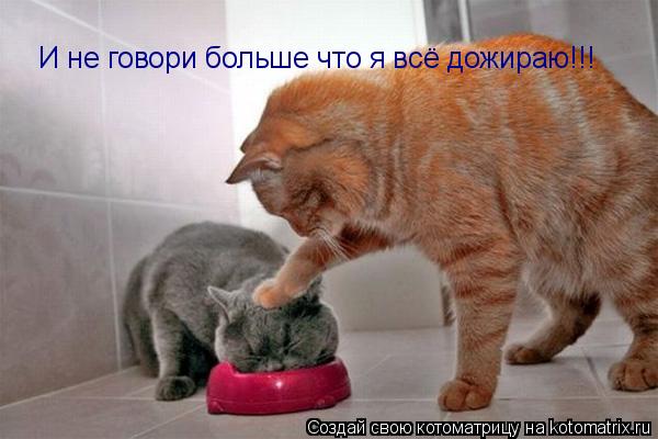 И не говори больше что я всё дожираю!!!... Котоматрица: И не говори больше что я всё дожираю!!!