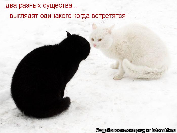 два разных существа... выглядят одинакого когда встретятся... Котоматрица: два разных существа... выглядят одинакого когда встретятся