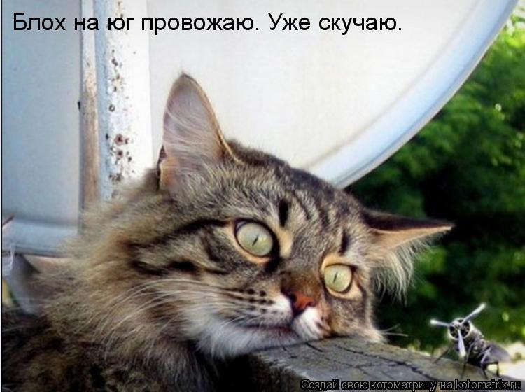 Блох на юг провожаю. Уже скучаю.... Котоматрица: Блох на юг провожаю. Уже скучаю.