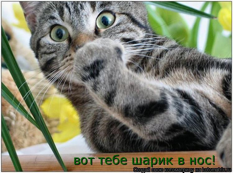 вот тебе шарик в нос!... Котоматрица: вот тебе шарик в нос!