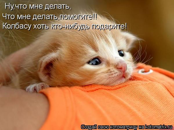 Ну,что мне делать, Что мне делать,помогите!! Колбасу хоть кто-нибудь подарите!... Котоматрица: Ну,что мне делать, Что мне делать,помогите!! Колбасу хоть кто-нибудь подарите!