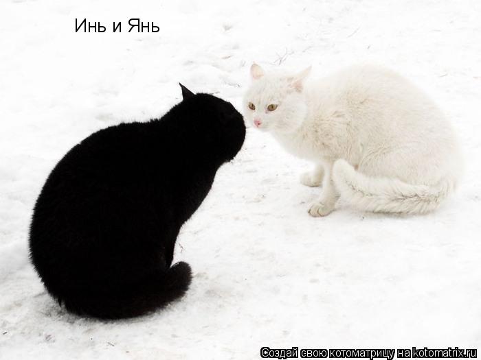 Инь и Янь... Котоматрица: Инь и Янь