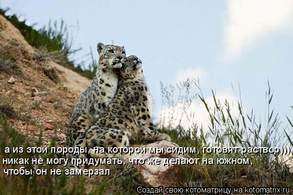 а из этой породы, на которой мы сидим, готовят раствор))) никак не могу придумать, что же делают на ю... Котоматрица: а из этой породы, на которой мы сидим, готовят раствор))) никак не могу придумать, что же делают на южном, чтобы он не замерзал