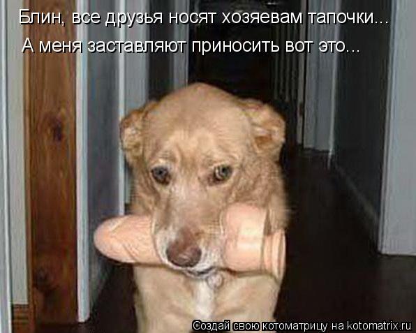 Блин, все друзья носят хозяевам тапочки... А меня заставляют приносить вот это...... Котоматрица: Блин, все друзья носят хозяевам тапочки... А меня заставляют приносить вот это...