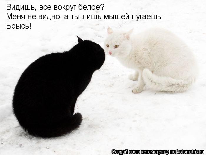 Видишь, все вокруг белое? Меня не видно, а ты лишь мышей пугаешь Брысь!... Котоматрица: Видишь, все вокруг белое? Меня не видно, а ты лишь мышей пугаешь Брысь!