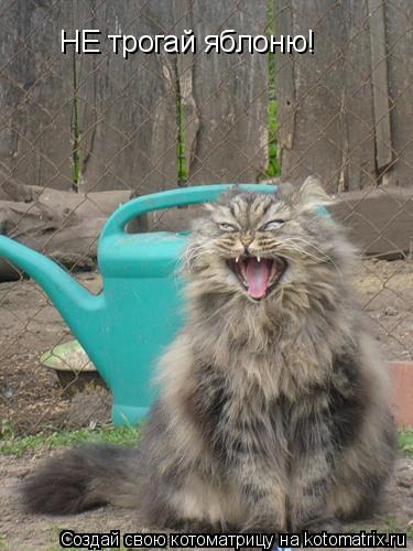 НЕ трогай яблоню!... Котоматрица: НЕ трогай яблоню!