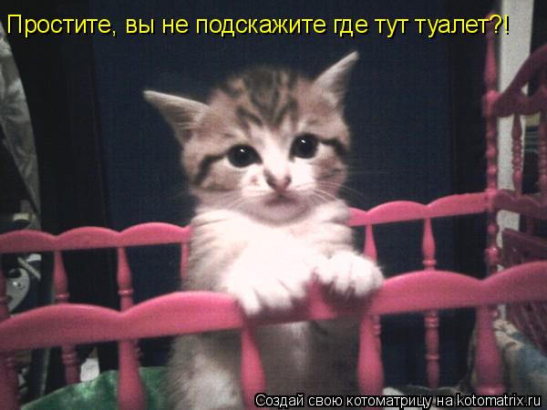 Простите, вы не подскажите где тут туалет?!... Котоматрица: Простите, вы не подскажите где тут туалет?!