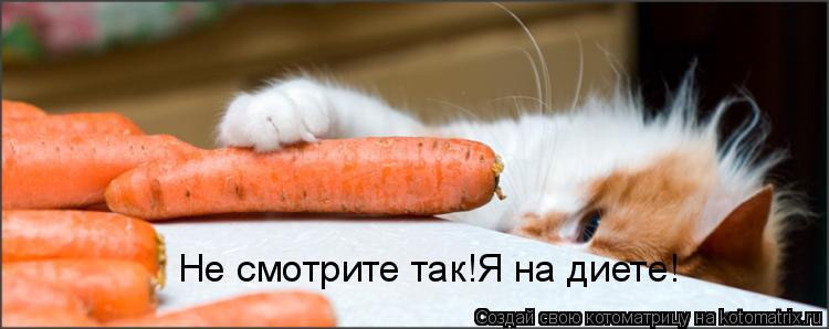Не смотрите так!Я на диете!... Котоматрица: Не смотрите так!Я на диете!