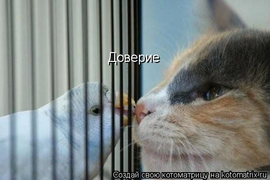 Доверие... Котоматрица: Доверие