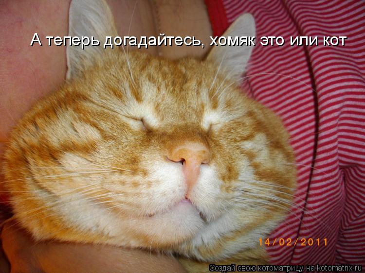 А теперь догадайтесь, хомяк это или кот... Котоматрица: А теперь догадайтесь, хомяк это или кот
