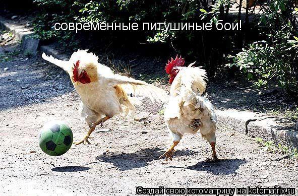 современные питушиные бои!... Котоматрица: современные питушиные бои!