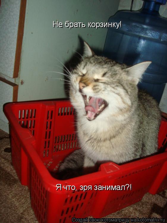 Не брать корзинку! Я что, зря занимал?!... Котоматрица: Не брать корзинку! Я что, зря занимал?!