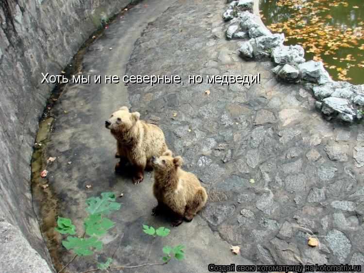 Хоть мы и не северные, но медведи!... Котоматрица: Хоть мы и не северные, но медведи!