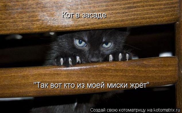 Кот в засаде "Так вот кто из моей миски жрёт"... Котоматрица: Кот в засаде "Так вот кто из моей миски жрёт"