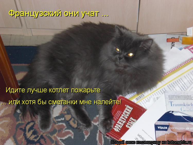 Французский они учат ... Идите лучше котлет пожарьте ... или хотя бы сметанки мне налейте!... Котоматрица: Французский они учат ... Идите лучше котлет пожарьте ... или хотя бы сметанки мне налейте!