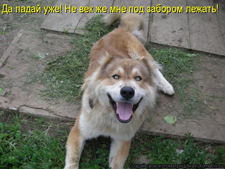 Да падай уже! Не век же мне под забором лежать!... Котоматрица: Да падай уже! Не век же мне под забором лежать!