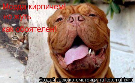 Котоматрица: Морда кирпичем! но жуть как обоятелен!