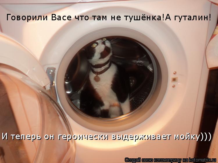 Говорили Васе что там не тушёнка!А гуталин! И теперь он героически выдерживает мойку)))... Котоматрица: Говорили Васе что там не тушёнка!А гуталин! И теперь он героически выдерживает мойку)))