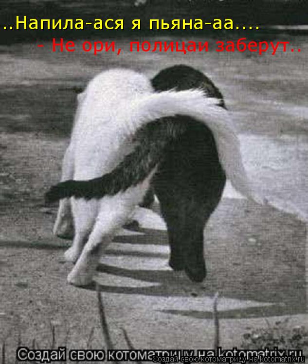 ..Напила-ася я пьяна-аа.... - Не ори, полицаи заберут..... Котоматрица: ..Напила-ася я пьяна-аа.... - Не ори, полицаи заберут..
