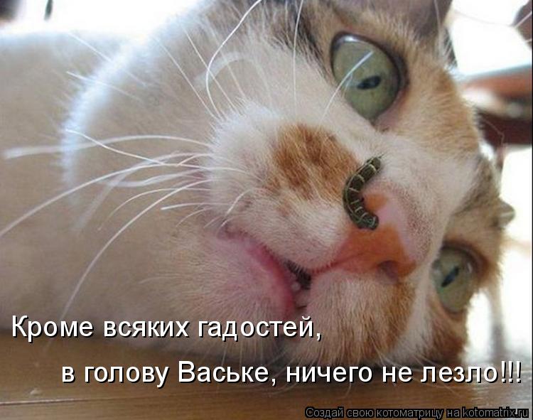 Кроме всяких гадостей, в голову Ваське, ничего не лезло!!!... Котоматрица: Кроме всяких гадостей, в голову Ваське, ничего не лезло!!!