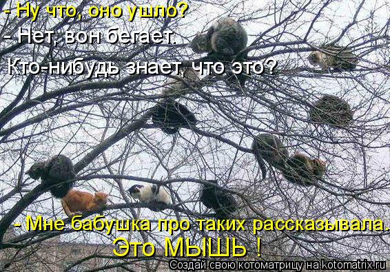 - Ну что, оно ушло? - Нет, вон бегает. Кто-нибудь знает, что это? - Мне бабушка про таких рассказывал... Котоматрица: - Ну что, оно ушло? - Нет, вон бегает. Кто-нибудь знает, что это? - Мне бабушка про таких рассказывала. Это МЫШЬ !