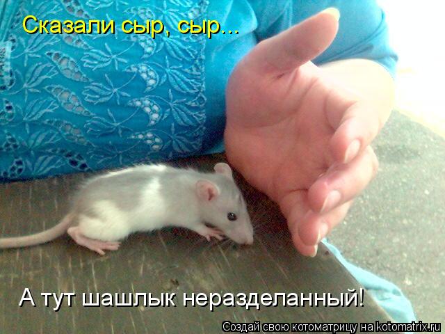 Сказали сыр, сыр... А тут шашлык неразделанный!... Котоматрица: Сказали сыр, сыр... А тут шашлык неразделанный!