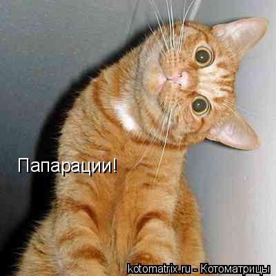 Папарации!... Котоматрица: Папарации!