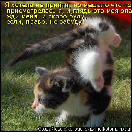 Я хотела не прийти, но мешало что-то, присмотрелась я, и глядь-это моя опа, жди меня и скоро буду... Котоматрица: Я хотела не прийти, но мешало что-то, присмотрелась я, и глядь-это моя опа, жди меня и скоро буду, если, право, не забуду!