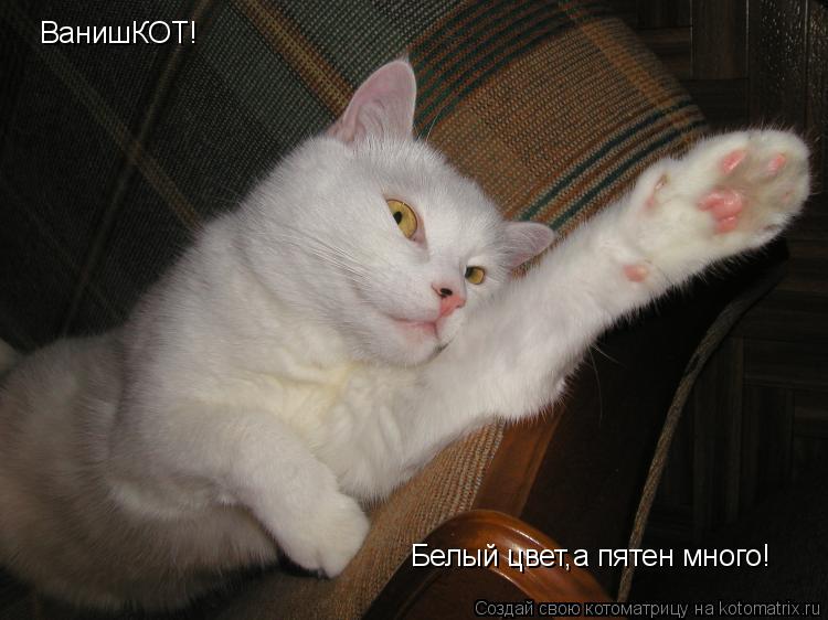 ВанишКОТ! Белый цвет,а пятен много!... Котоматрица: ВанишКОТ! Белый цвет,а пятен много!