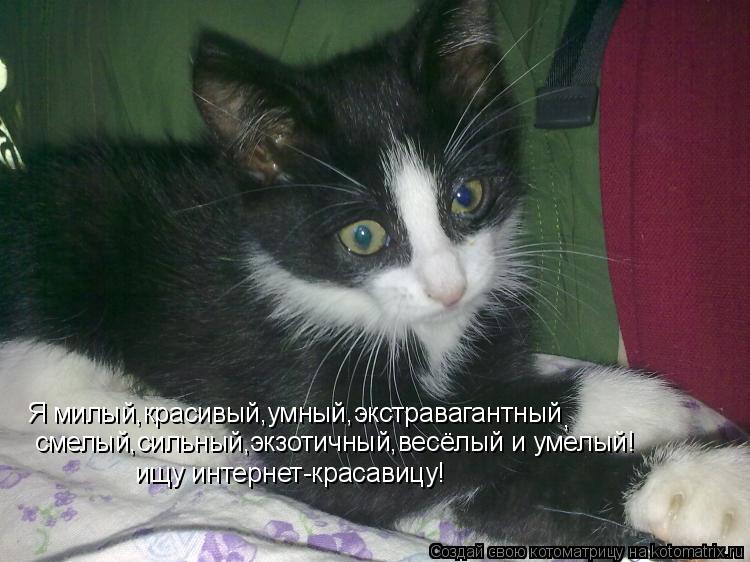 Я милый,красивый,умный,экстравагантный , смелый,сильный,экзотичный,весёлый и умелый! ищу интернет-кра... Котоматрица: Я милый,красивый,умный,экстравагантный , смелый,сильный,экзотичный,весёлый и умелый! ищу интернет-красавицу!