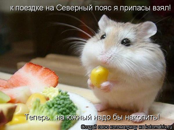 к поездке на Северный пояс я припасы взял! Теперь...на южный надо бы накопить!... Котоматрица: к поездке на Северный пояс я припасы взял! Теперь...на южный надо бы накопить!