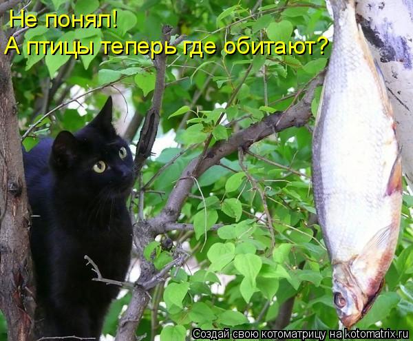 Не понял! А птицы теперь где обитают?... Котоматрица: Не понял! А птицы теперь где обитают?